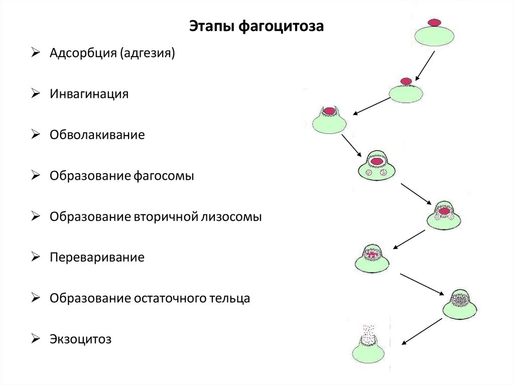 Этапы фагоцитоза