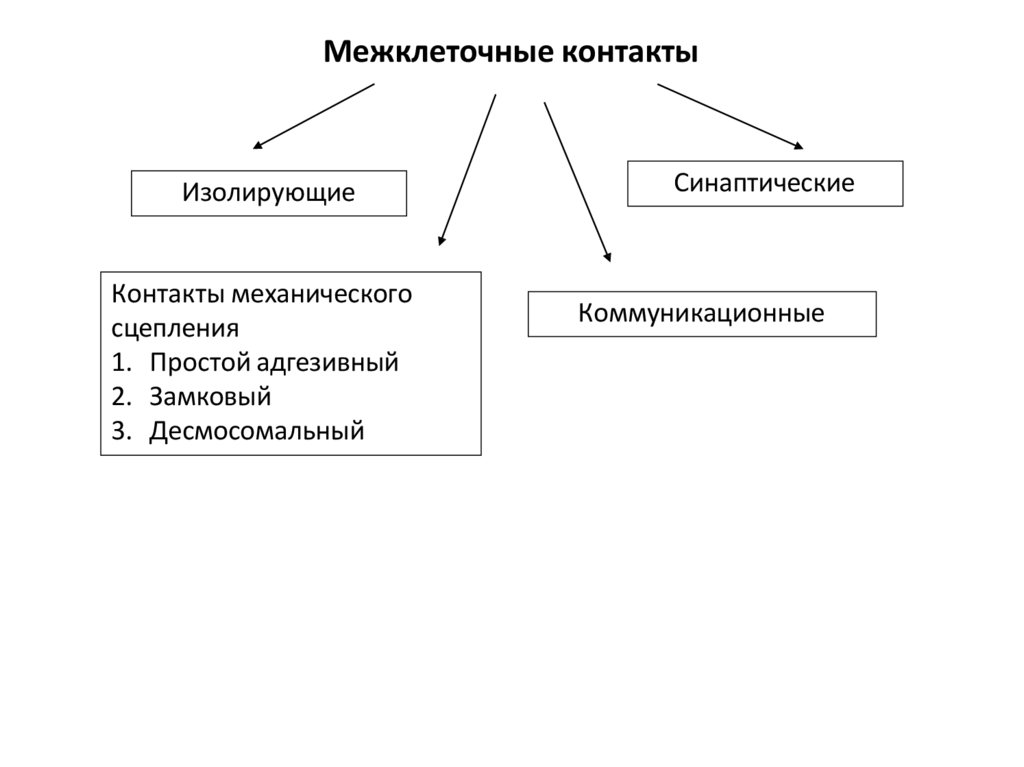 Межклеточные контакты