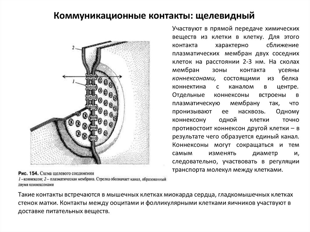 Коммуникационные контакты: щелевидный