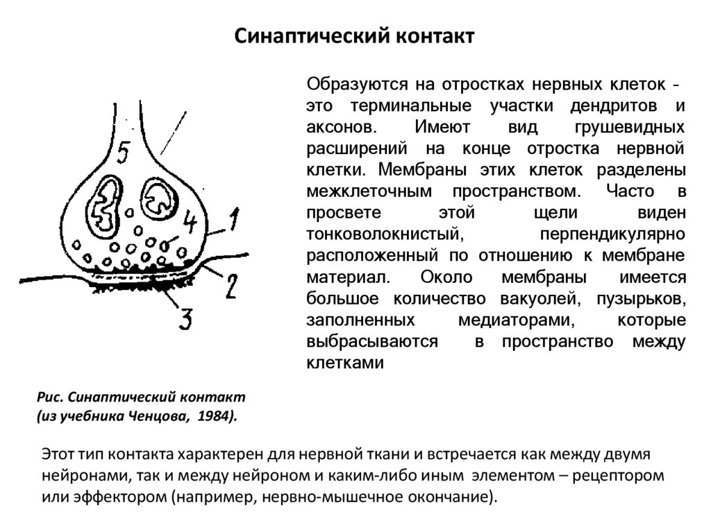 Синаптический контакт
