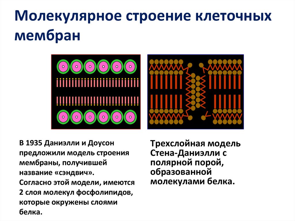 Молекулярное строение клеточных мембран