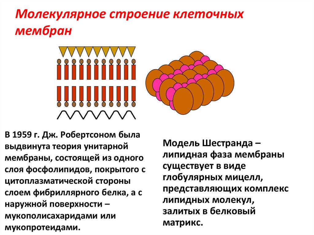 Молекулярное строение клеточных мембран