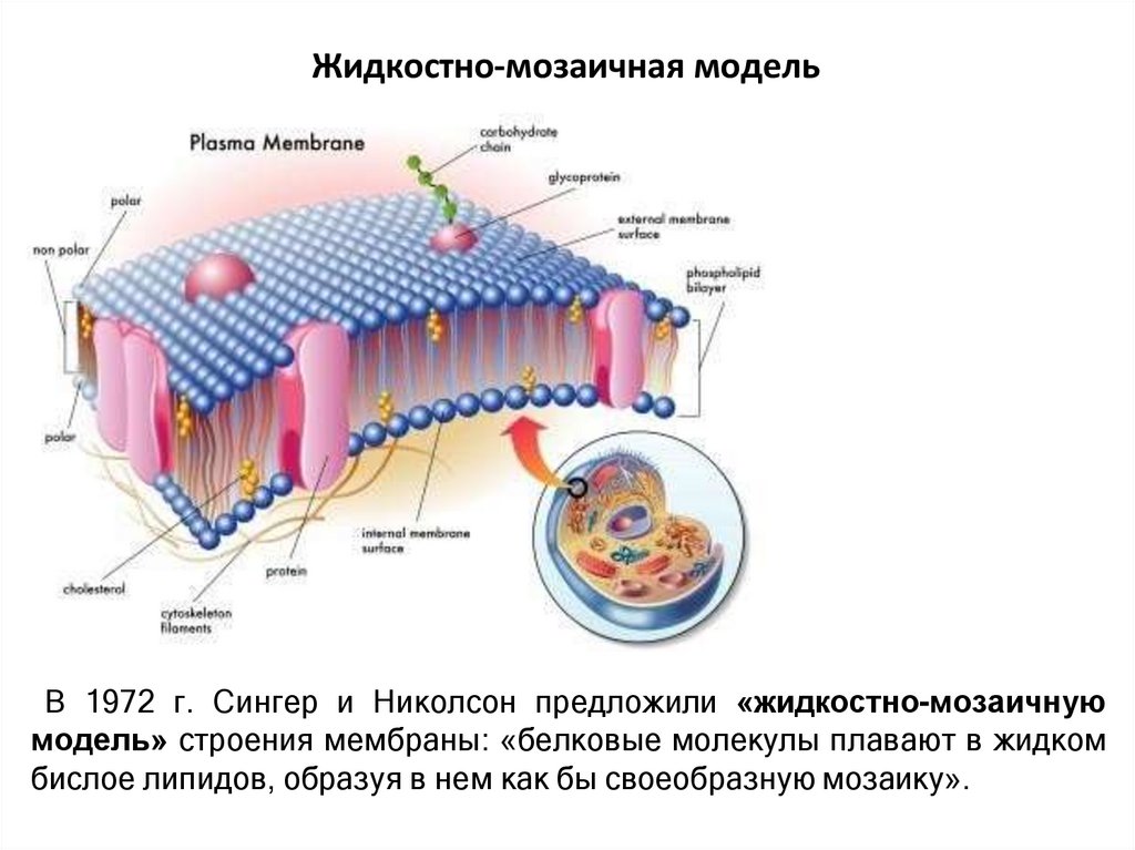 Жидкостно-мозаичная модель