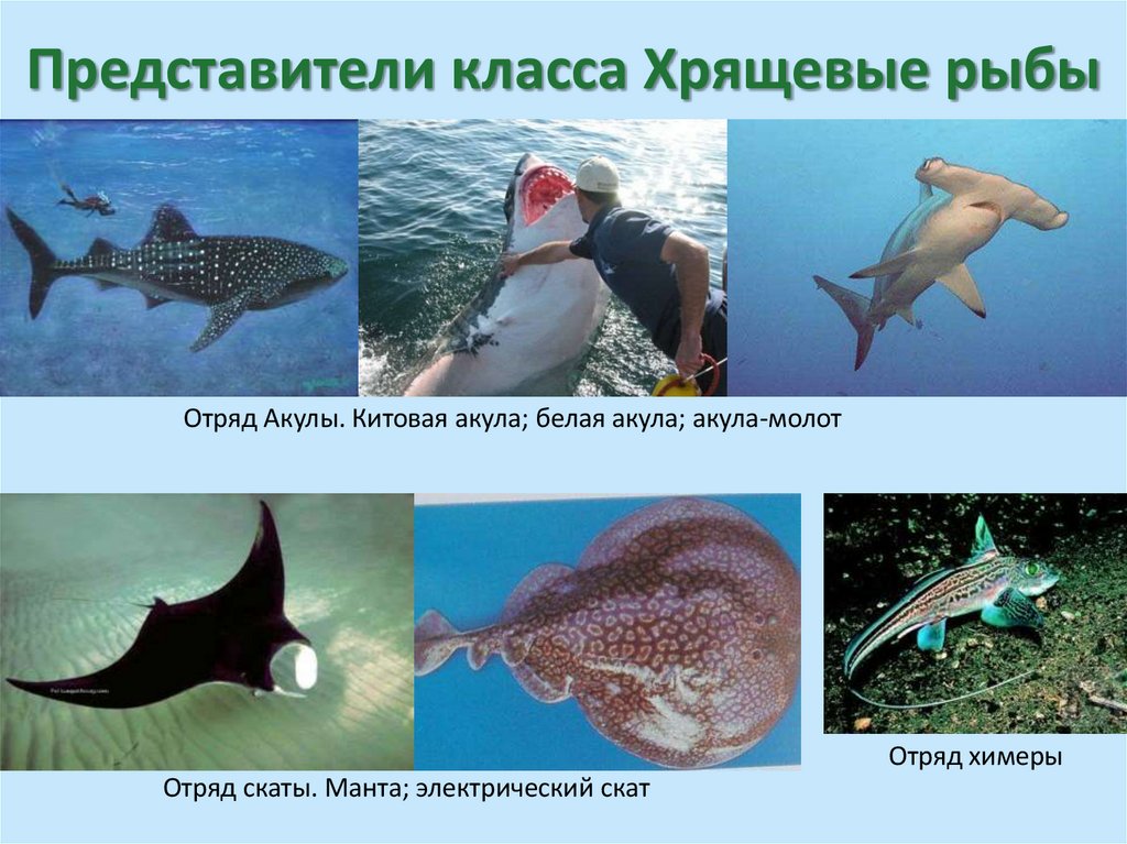 Представители класса Хрящевые рыбы