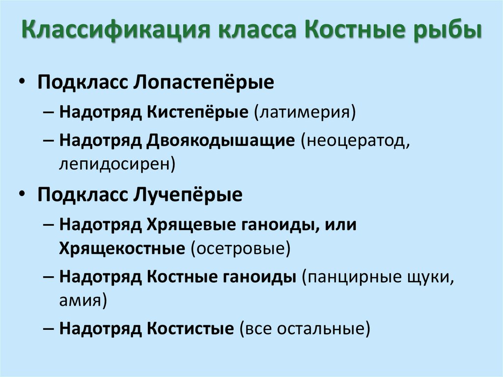 Классификация класса Костные рыбы