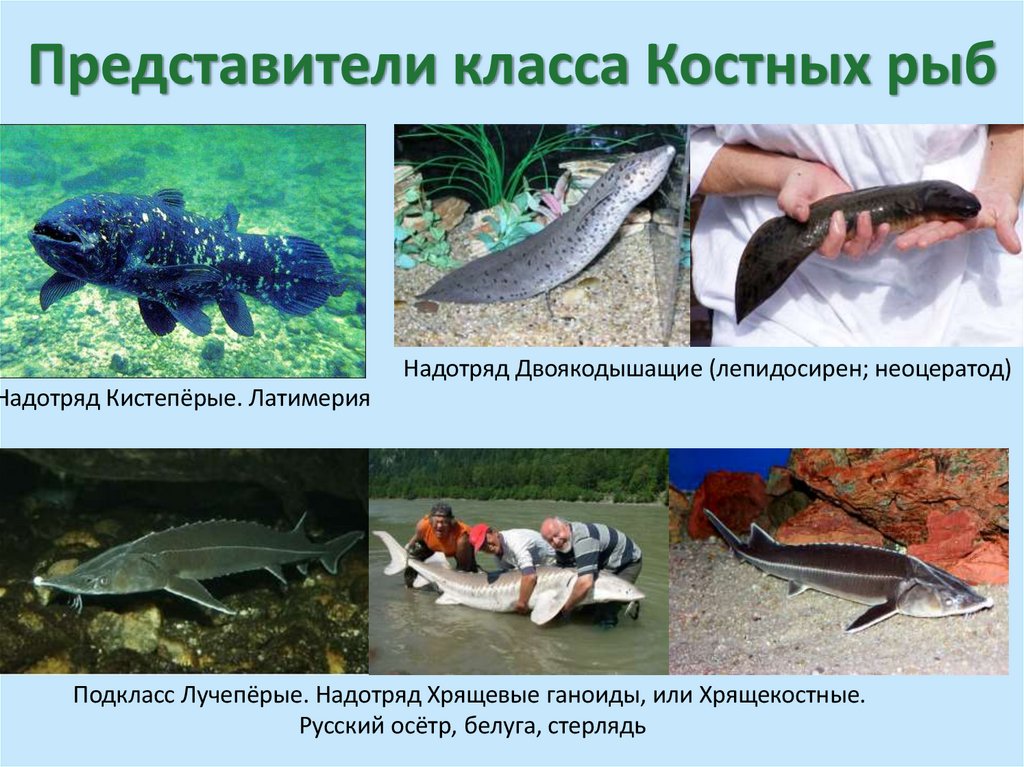Представители класса Костных рыб