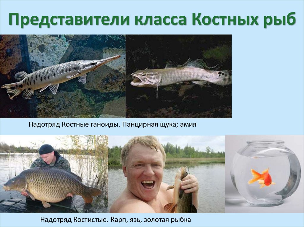 Представители класса Костных рыб
