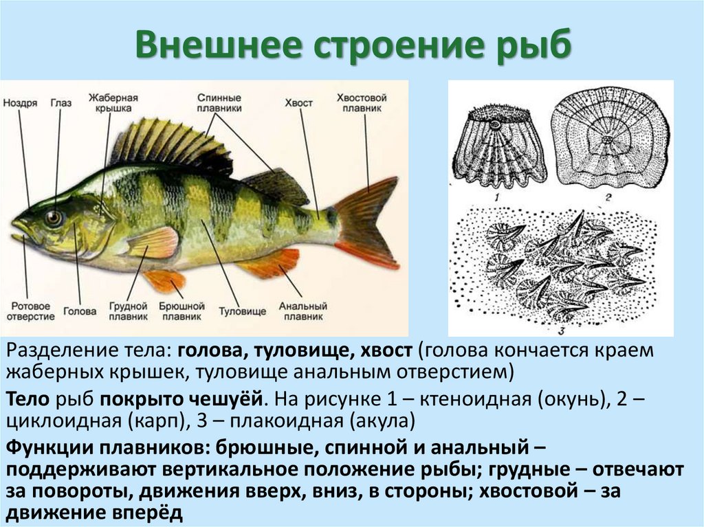 Внешнее строение рыб
