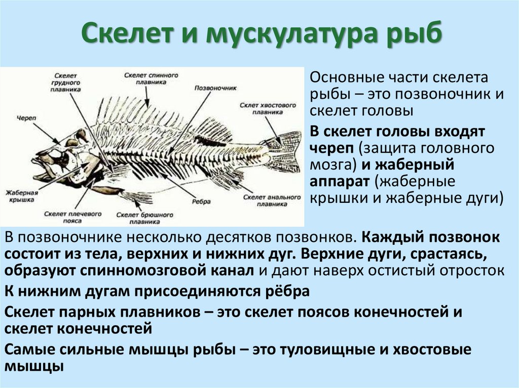 Скелет и мускулатура рыб
