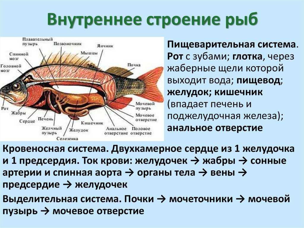 Внутреннее строение рыб