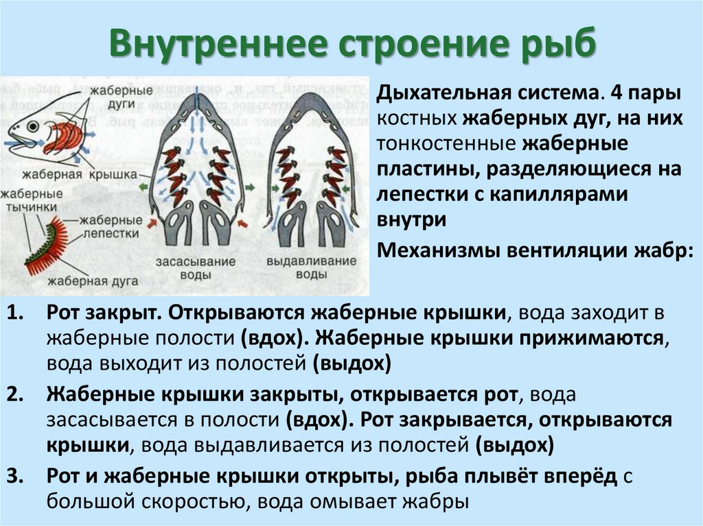 Внутреннее строение рыб