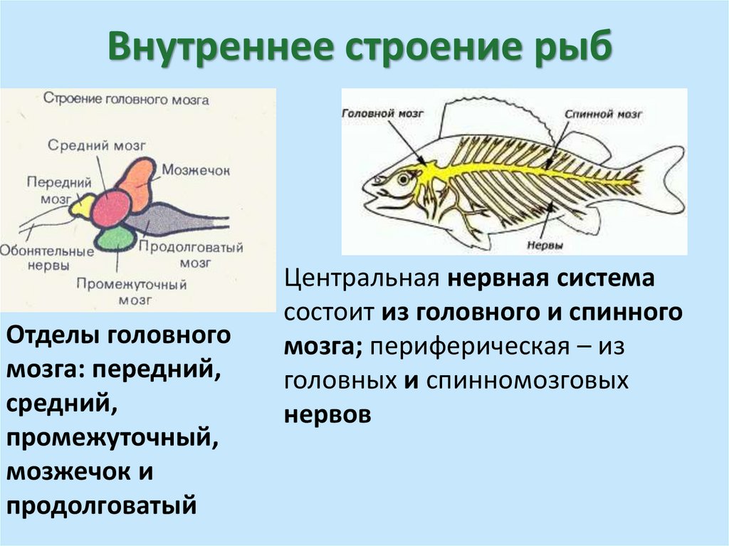 Внутреннее строение рыб