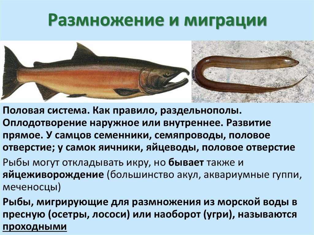 Размножение и миграции