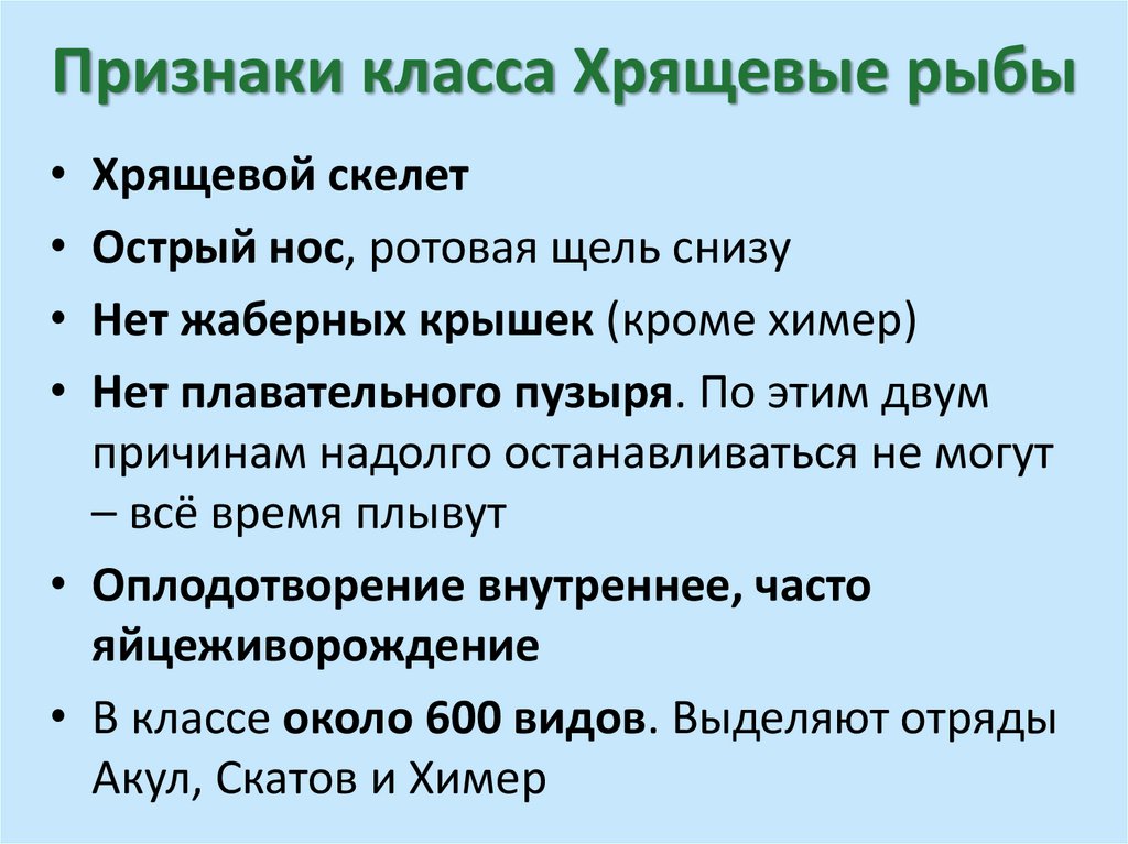 Признаки класса Хрящевые рыбы