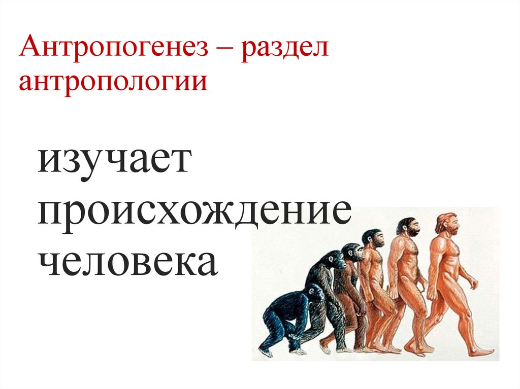 Антропогенез – раздел антропологии