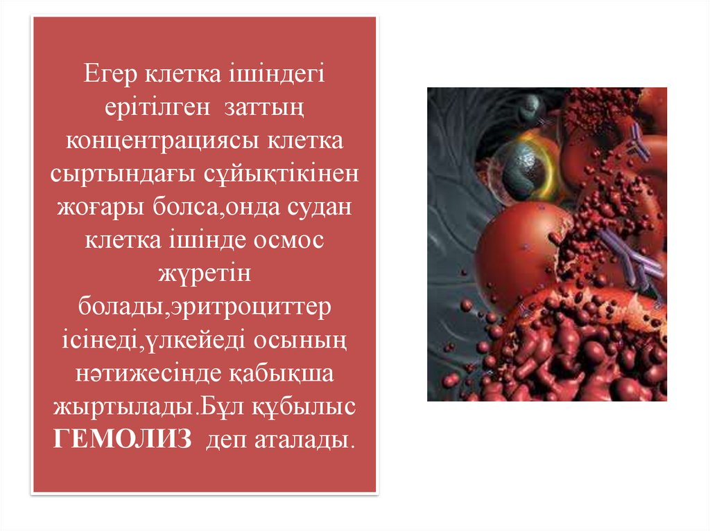 Егер клетка ішіндегі ерітілген заттың концентрациясы клетка сыртындағы сұйықтікінен жоғары болса,онда судан клетка ішінде осмос