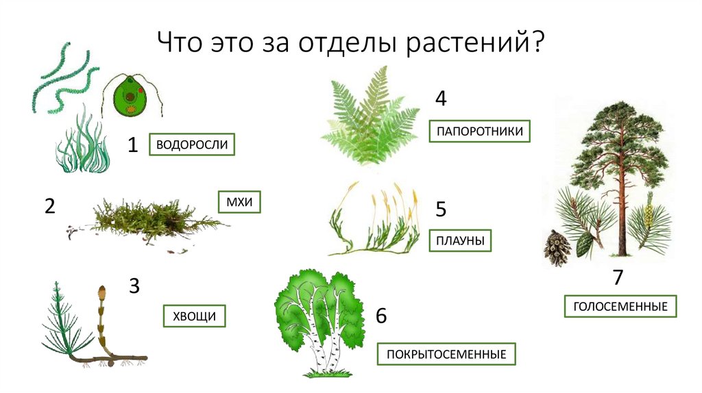 Что это за отделы растений?