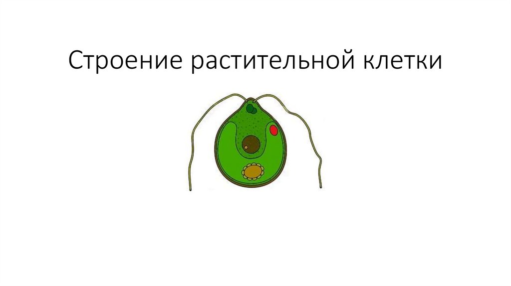Строение растительной клетки