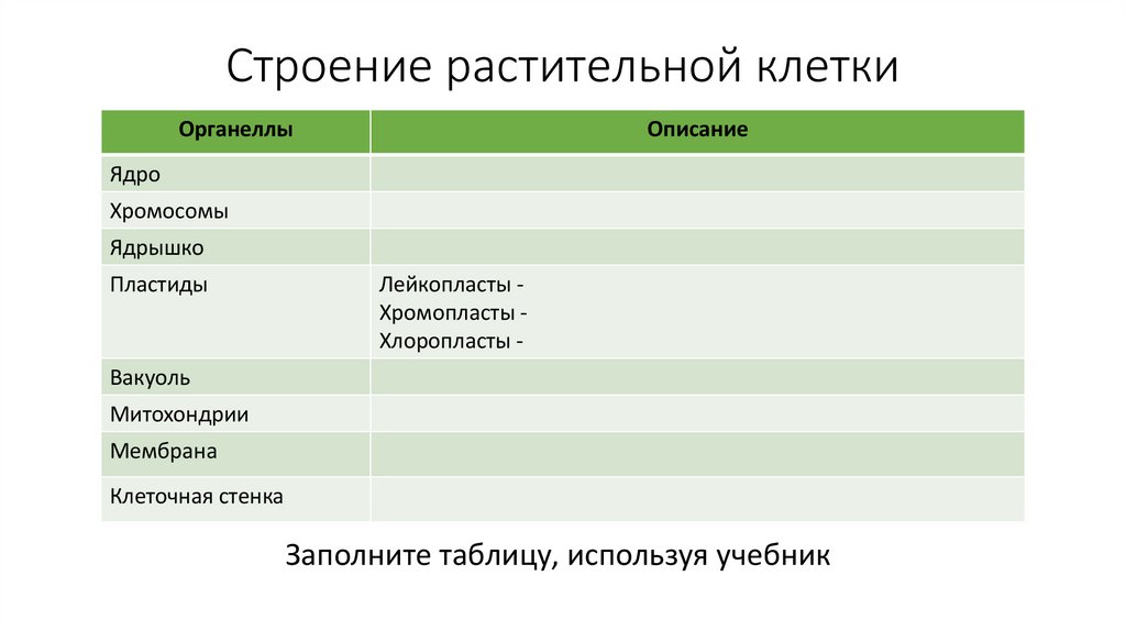 Строение растительной клетки