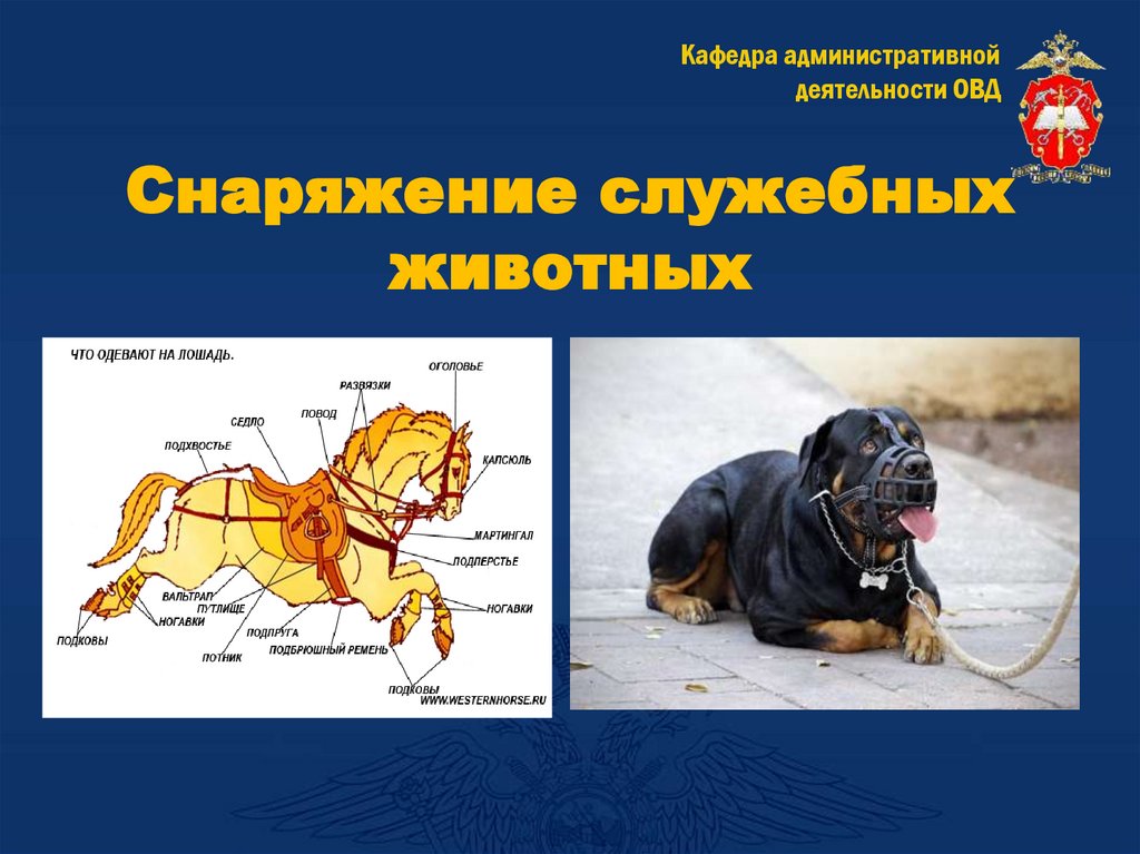 Снаряжение служебных животных