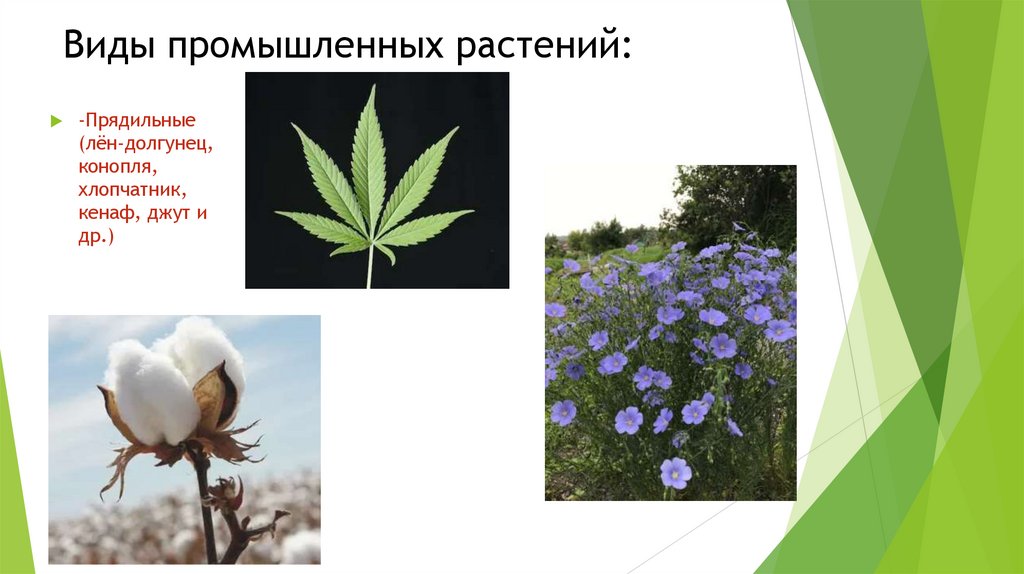 Виды промышленных растений: