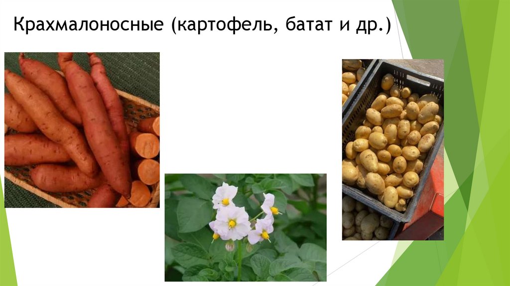 Крахмалоносные (картофель, батат и др.)