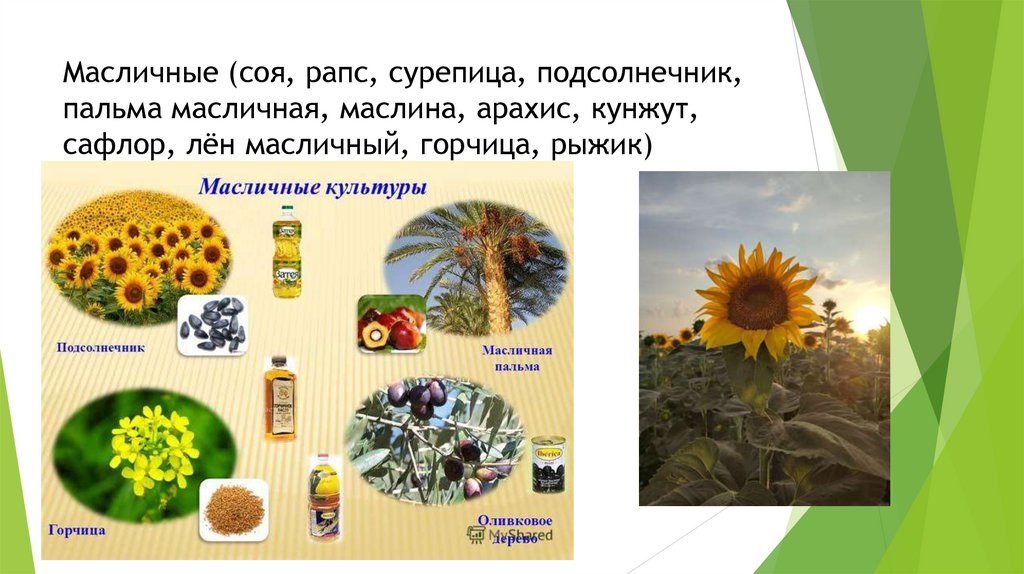 Масличные (соя, рапс, сурепица, подсолнечник, пальма масличная, маслина, арахис, кунжут, сафлор, лён масличный, горчица, рыжик)