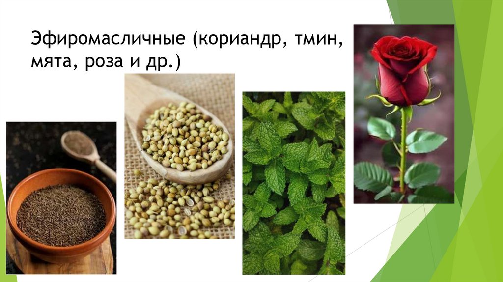 Эфиромасличные (кориандр, тмин, мята, роза и др.)