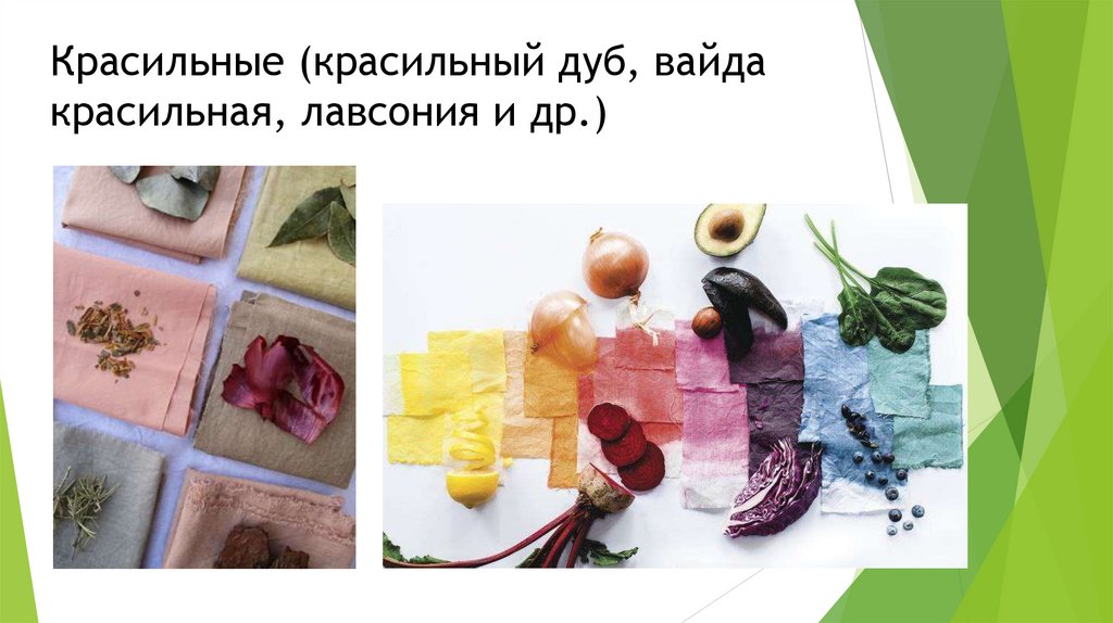 Красильные (красильный дуб, вайда красильная, лавсония и др.)