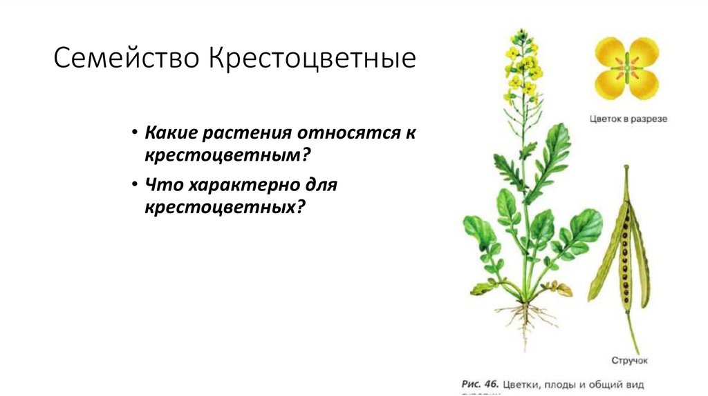 Семейство Крестоцветные