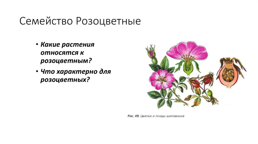 Семейство Розоцветные