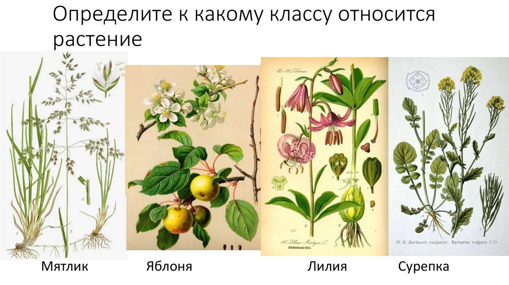 Определите к какому классу относится растение