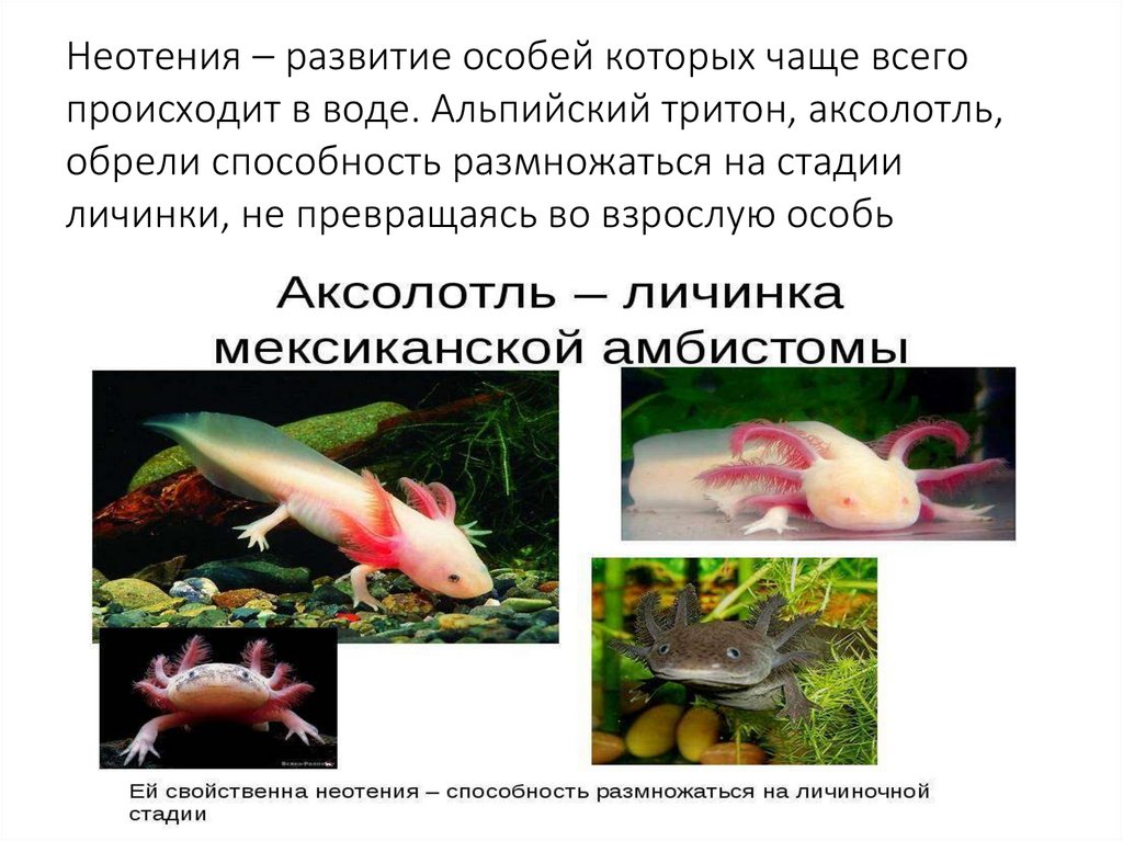 Неотения – развитие особей которых чаще всего происходит в воде. Альпийский тритон, аксолотль, обрели способность размножаться