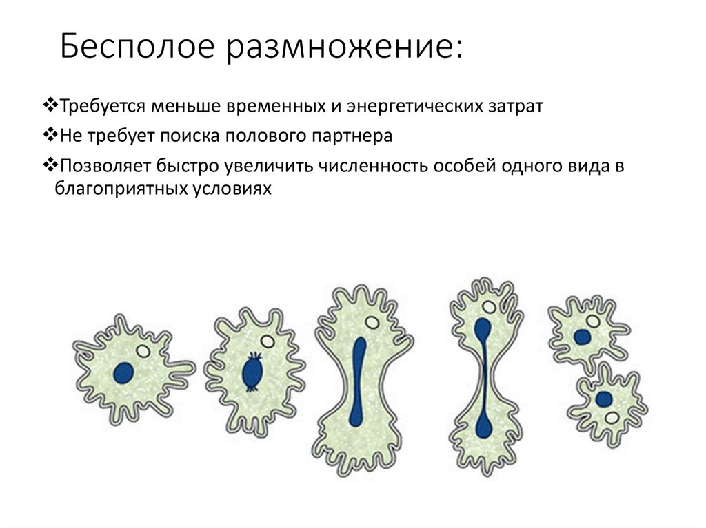 Бесполое размножение: