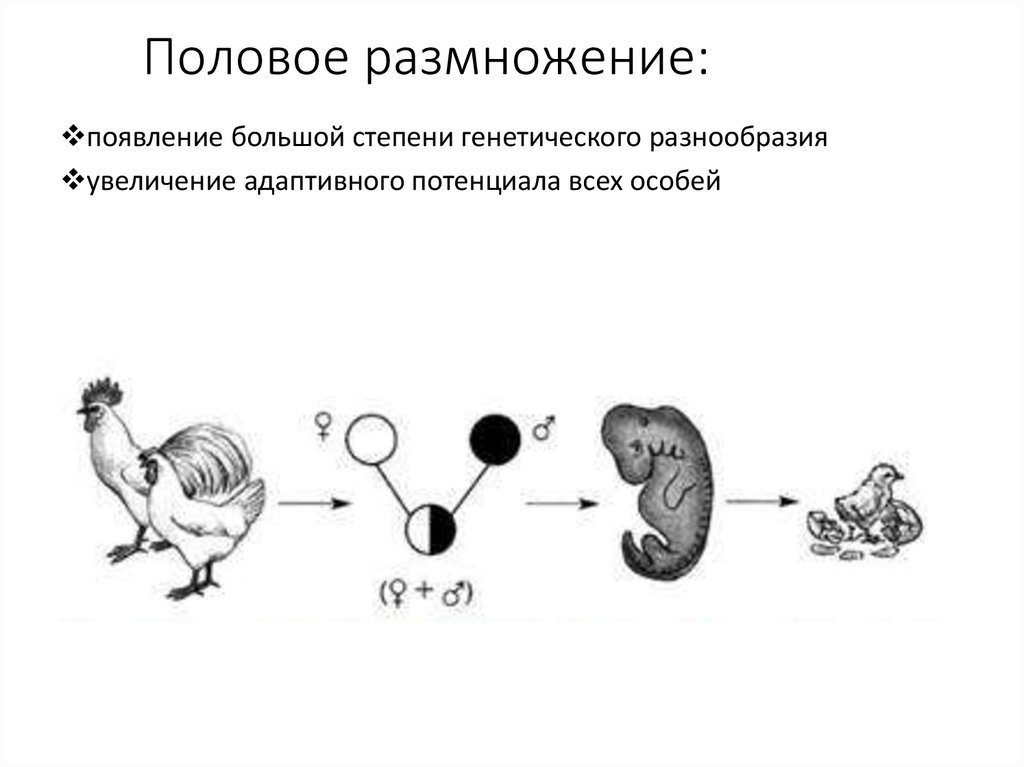Половое размножение: