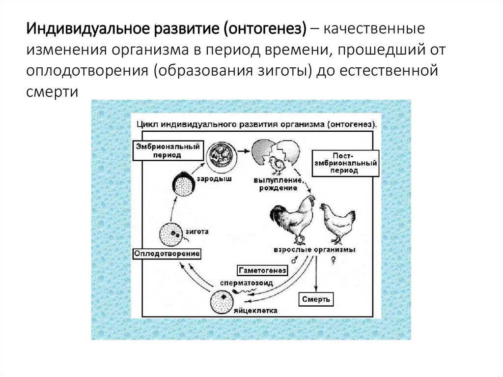 Индивидуальное развитие (онтогенез) – качественные изменения организма в период времени, прошедший от оплодотворения