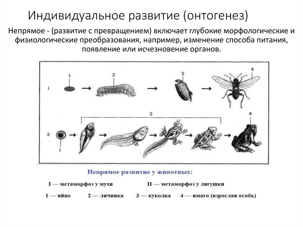 Индивидуальное развитие (онтогенез)