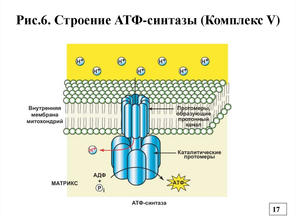 Рис.6. Строение АТФ-синтазы (Комплекс V)