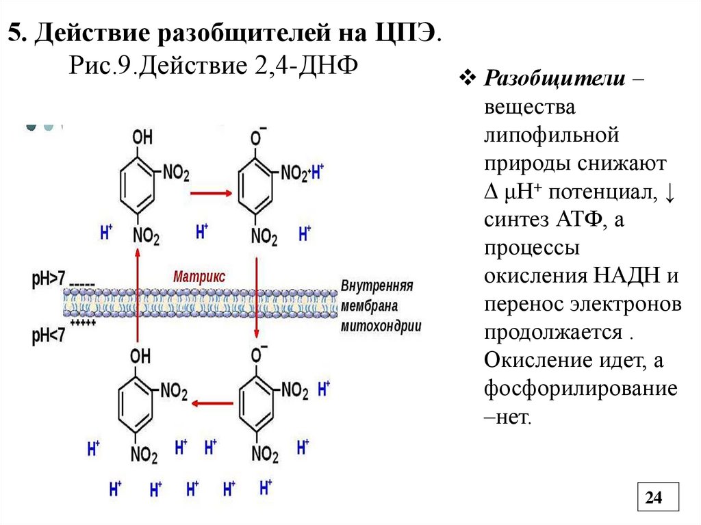 5. Действие разобщителей на ЦПЭ. Рис.9.Действие 2,4-ДНФ