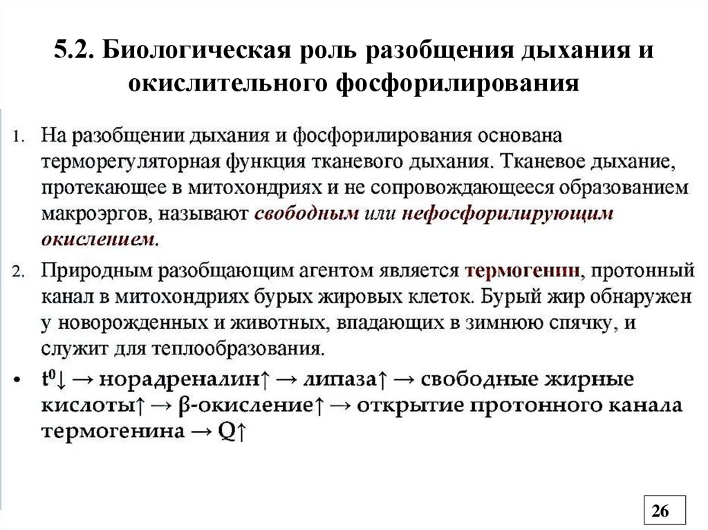 5.2. Биологическая роль разобщения дыхания и окислительного фосфорилирования