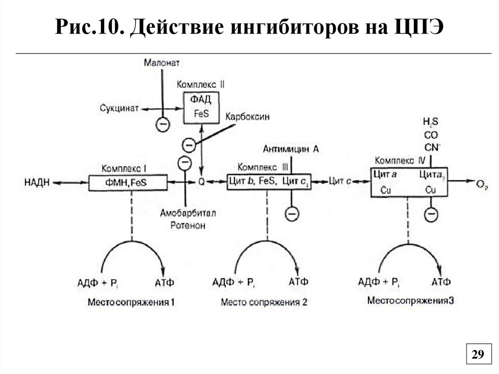 Рис.10. Действие ингибиторов на ЦПЭ