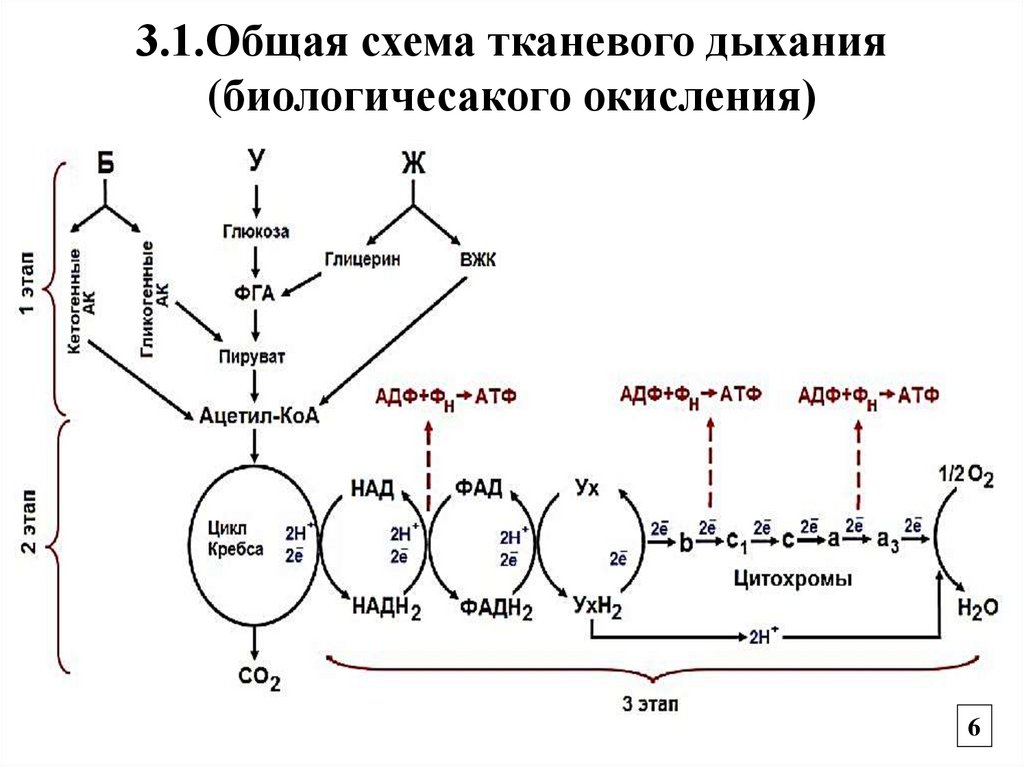 3.1.Общая схема тканевого дыхания (биологичесакого окисления)