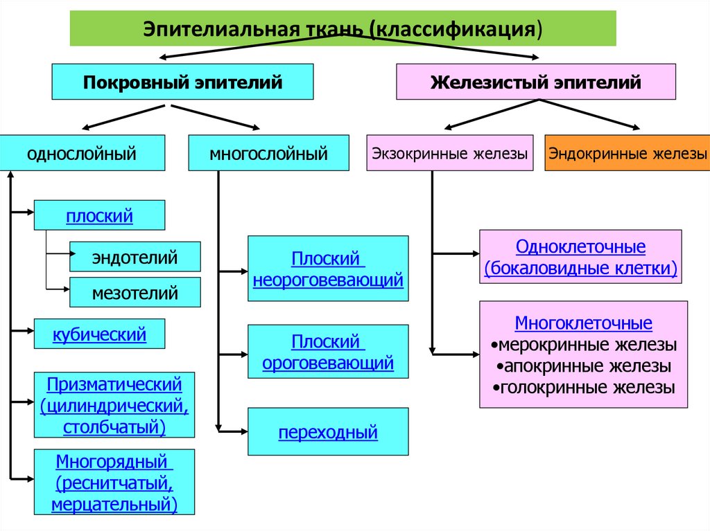 Эпителиальная ткань (классификация)