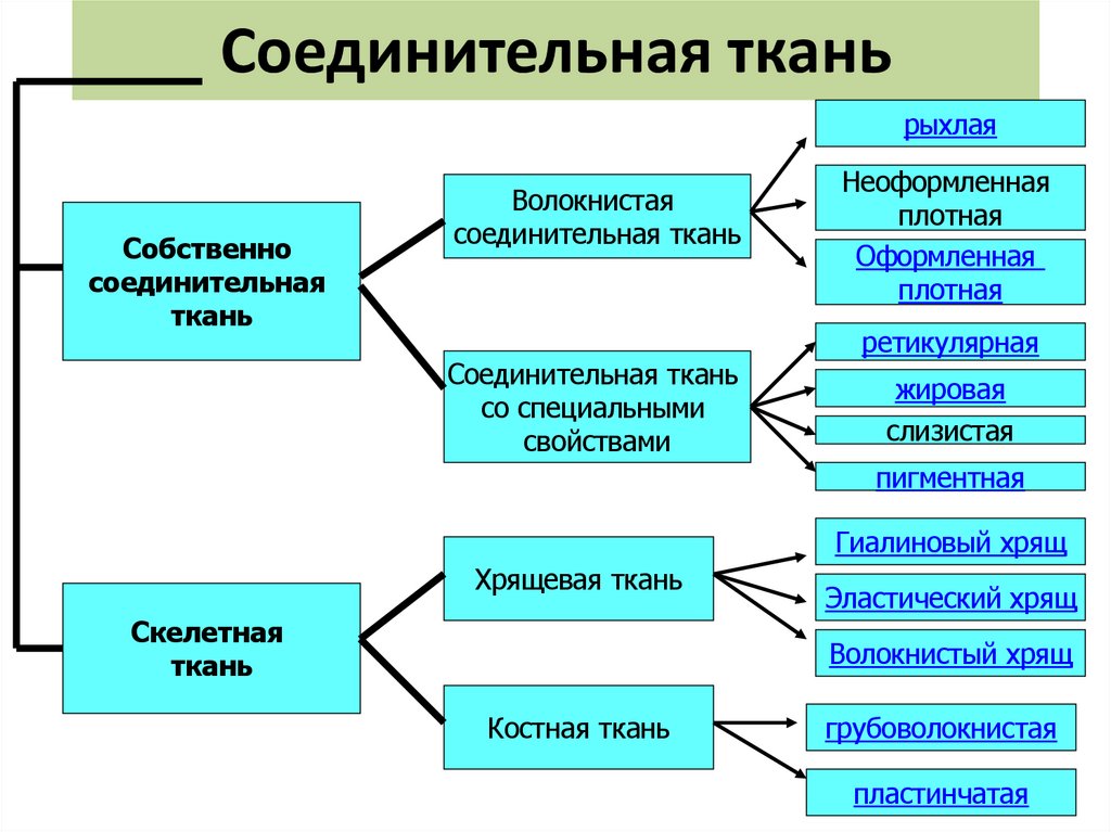 Соединительная ткань