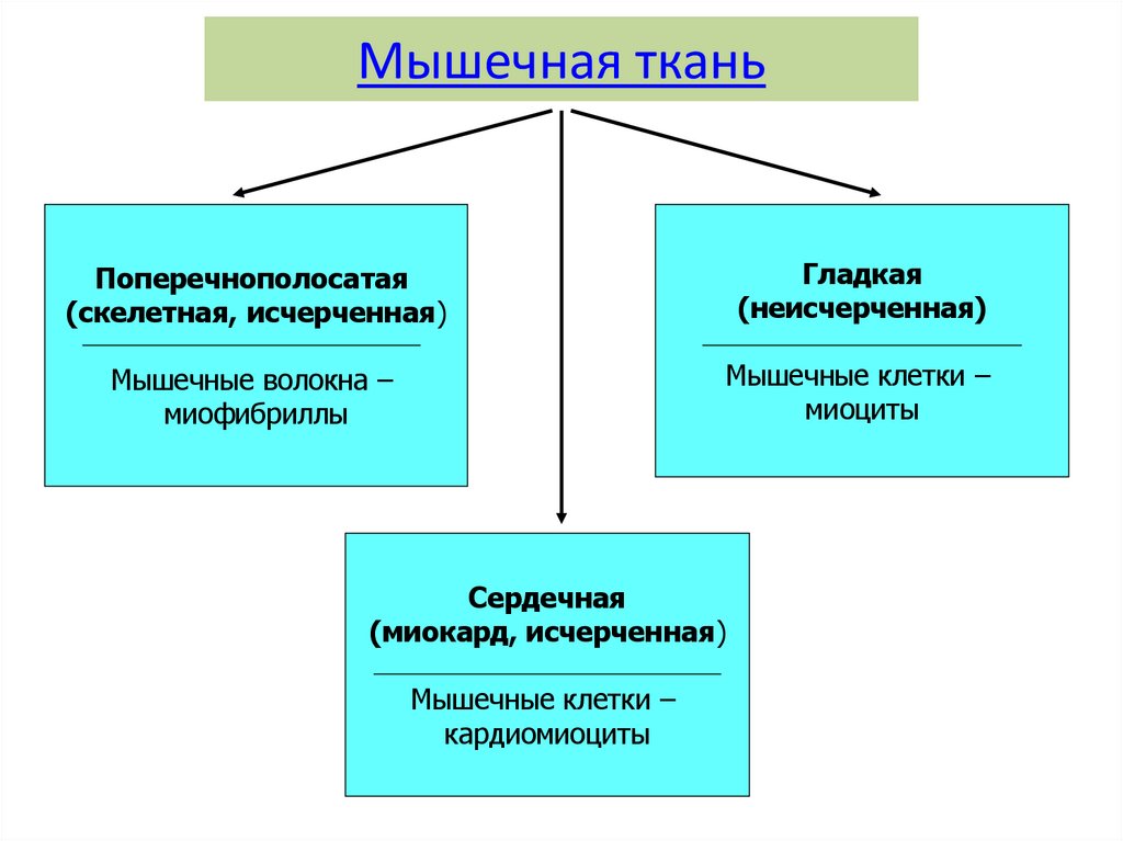 Мышечная ткань