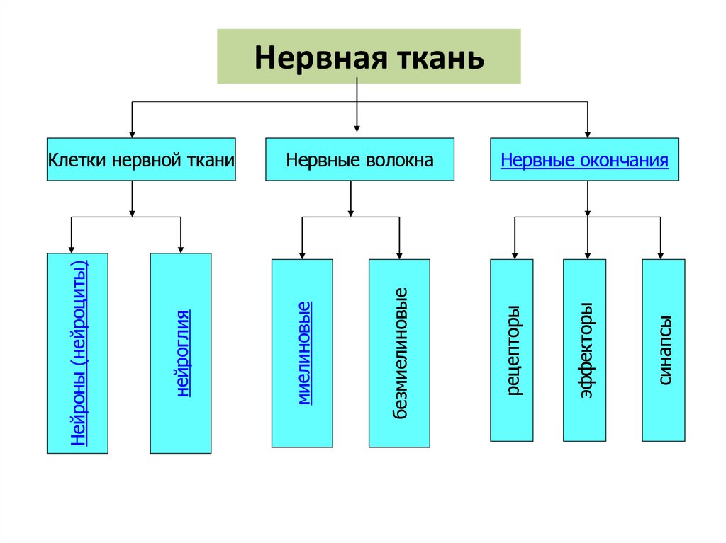 Нервная ткань
