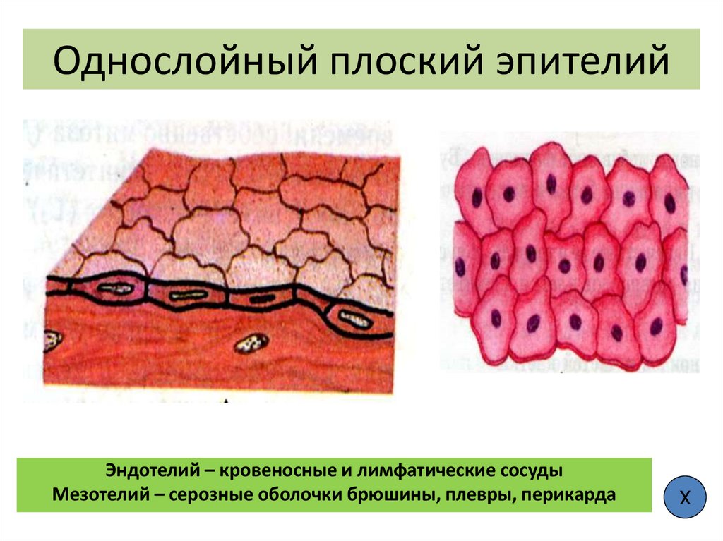 Однослойный плоский эпителий