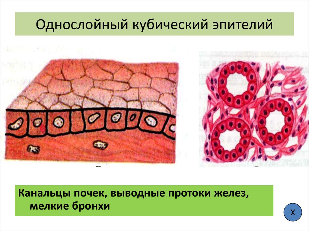 Однослойный кубический эпителий