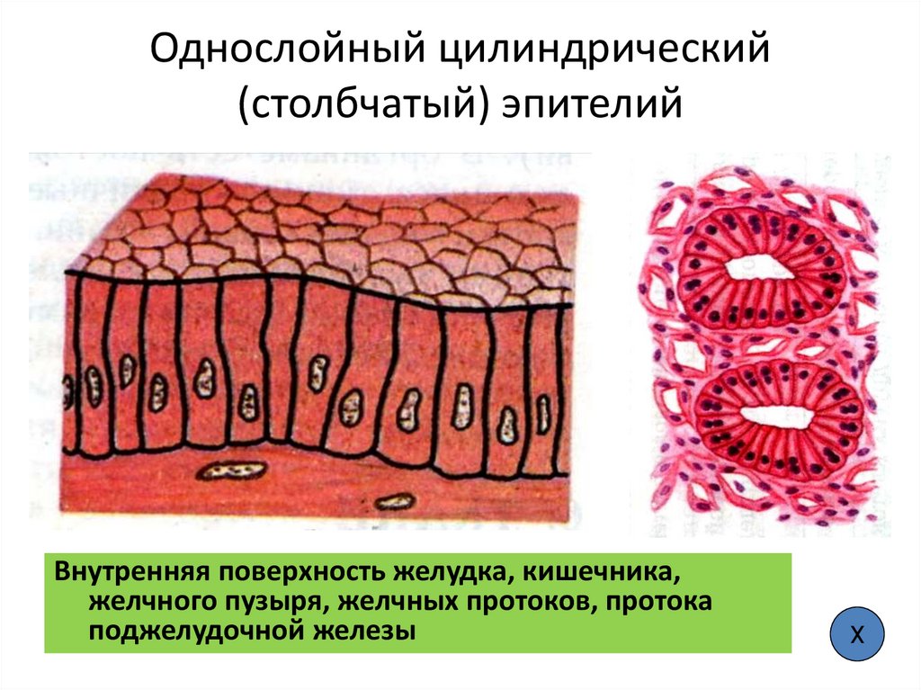 Однослойный цилиндрический (столбчатый) эпителий