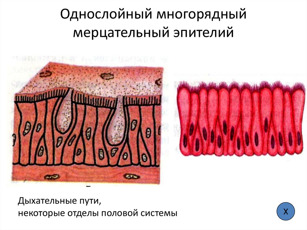 Однослойный многорядный мерцательный эпителий